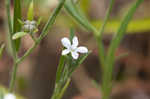 Pasture heliotrope